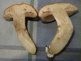Gyroporus ballouii image