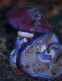 Cortinarius archeri image