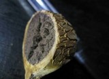 Scleroderma cepa image