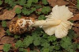 Amanita tuza image