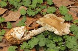 Amanita tuza image