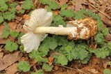 Amanita tuza image