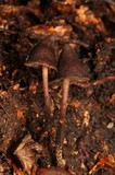Psilocybe banderillensis image