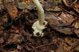 Amanita arocheae image