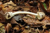 Amanita arocheae image