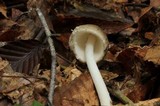 Amanita arocheae image