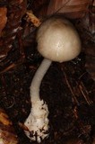 Amanita arocheae image