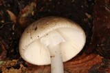 Amanita arocheae image