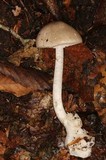 Amanita arocheae image
