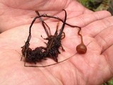 Sclerotinia sulcata image
