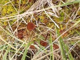 Sclerotinia sulcata image