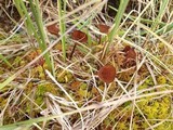 Sclerotinia sulcata image