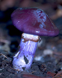 Cortinarius archeri image