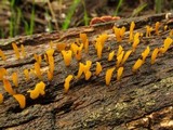 Dacryopinax spathularia image