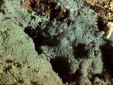 Amaurodon viridis image