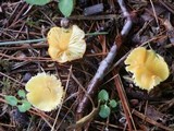 Hygrocybe aurantiosplendens image