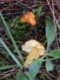 Hygrocybe aurantiosplendens image