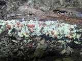 Lycogala epidendrum image
