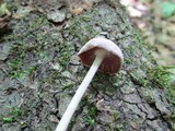 Gymnopus iocephalus image