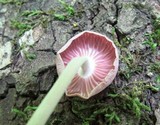 Gymnopus iocephalus image