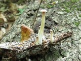 Gymnopus iocephalus image