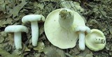 Lactarius piperatus image