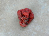 Paurocotylis pila image