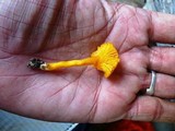 Cantharellus ignicolor image