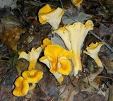 Byssomerulius corium image