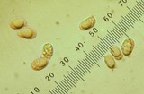 Byssomerulius corium image