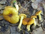 Cantharellus lewisii image
