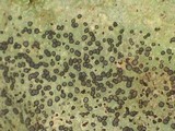 Porpidia albocaerulescens var. albocaerulescens image