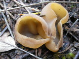 Peziza repanda image