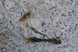 Mycena vitilis image