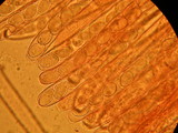 Peziza repanda image
