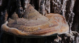 Fomes hemitephrus image