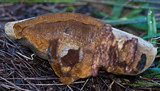 Fomes hemitephrus image