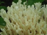 Tremellodendron pallidum image