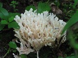 Tremellodendron pallidum image