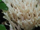 Tremellodendron pallidum image