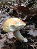 Xanthoconium purpureum image