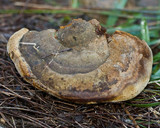 Fomes hemitephrus image