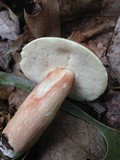 Xanthoconium purpureum image