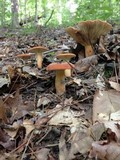 Lactarius volemus image