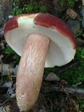 Xanthoconium purpureum image