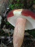 Xanthoconium purpureum image