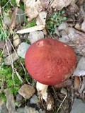 Xanthoconium purpureum image
