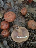 Lactarius peckii image