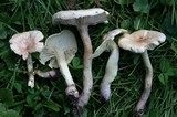 Tricholoma sulphureum image