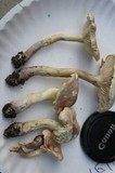 Tricholoma sulphureum image